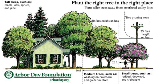 Graphic of trees near house
