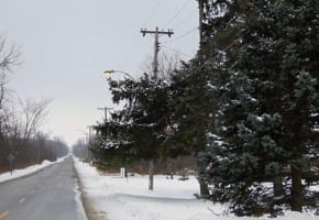 notch tree near power line